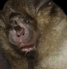 中华菊头蝠(Rhinolophus affinis)