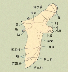 蝙蝠的形态结构