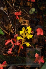 2013-12-51-1