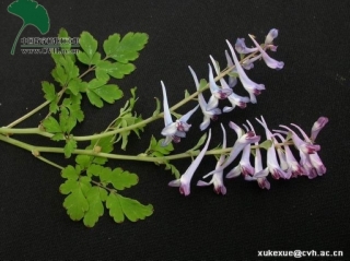 珠芽尖距紫堇 来源 www.CVH.ac.cn