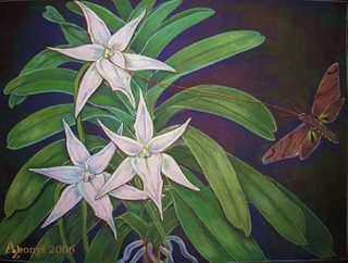 大慧星兰及其传粉者 来源：http://orchidlady.com/pages/orchidGarden/ChristmasPartTwo.html