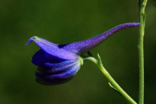 翠雀花 来源：http://blog.sina.com.cn/u/1225569182