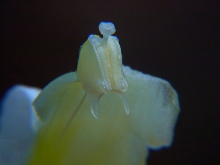 郁金的花药距 任盘宇 摄