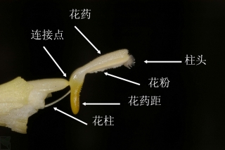 早花象牙参的花药距 任盘宇 摄