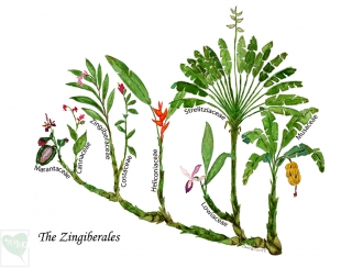 姜目植物系统树 John Kress 供图