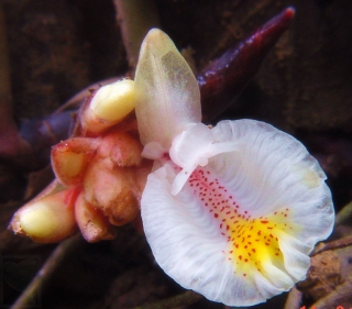 阳春砂仁，它是中国传统中药，可以医治胃痛、胃炎 任盘宇 摄