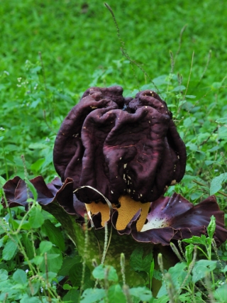 疣柄魔芋的花 姜虹 摄