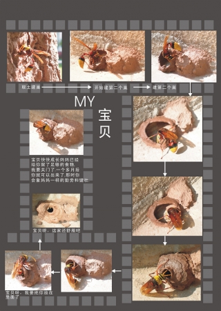 我的宝贝之胡蜂妈妈筑巢的过程记录 陈文有 文/图