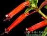 火红萼距花 来源：http://www.weisanli.com