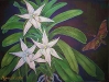 大慧星兰及其传粉者 来源：http://orchidlady.com/pages/orchidGarden/ChristmasPartTwo.html