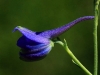 翠雀花 来源：http://blog.sina.com.cn/u/1225569182