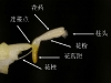 早花象牙参的花药距 任盘宇 摄