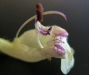鼠尾草的花药杠杆 张勃 摄