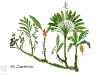 姜目植物系统树 John Kress 供图