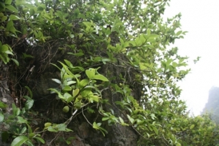 neo_img_2010-04-02-01