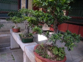 neo_img_2010-04-05-04