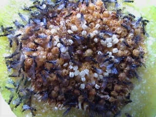 neo_img_2010-04-10-04