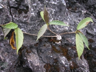 neo_img_2010-04-11-01