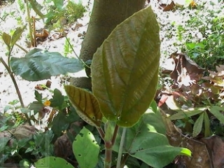 neo_img_2010-04-14-01