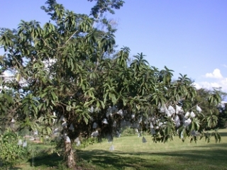 neo_img_2010-04-17-02