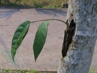 neo_img_2010-04-19-01