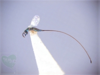 neo_img_2010-04-26-04