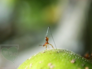 neo_img_2010-04-35-02