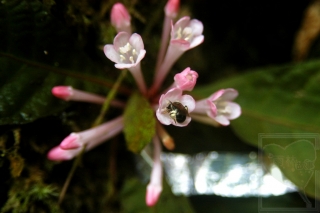 neo_img_2013-11-35-1