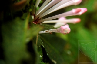 neo_img_2013-11-37-1