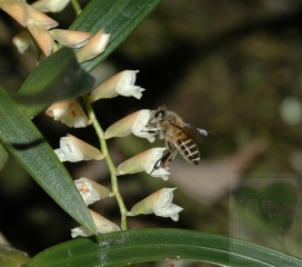 2011-08-06-01