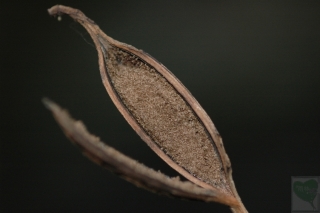 2011-08-07-03